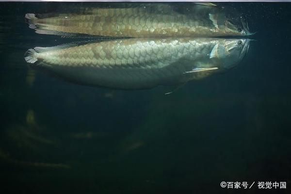 龍魚老害怕怎么辦:如何讓龍魚適應新環境 龍魚百科 第3張 龍魚老害怕怎么辦:如何讓龍魚適應新環境 龍魚老害怕怎么辦:如何讓龍魚適應新環境 龍魚百科 第3張