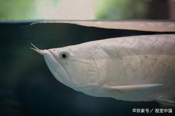 龍魚老害怕怎么辦:如何讓龍魚適應新環境 龍魚百科 第5張 龍魚老害怕怎么辦:如何讓龍魚適應新環境 龍魚老害怕怎么辦:如何讓龍魚適應新環境 龍魚百科 第5張