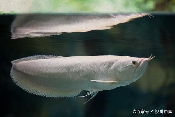 龍魚老害怕怎么辦:如何讓龍魚適應新環境 龍魚百科 第1張 龍魚老害怕怎么辦:如何讓龍魚適應新環境 龍魚老害怕怎么辦:如何讓龍魚適應新環境 龍魚百科 第1張