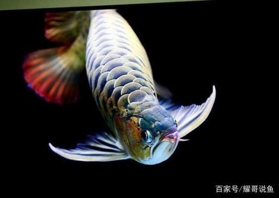 程千祥龍魚怎么樣（程千祥龍魚市場價格）