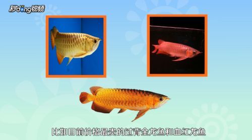 程千祥龍魚怎么樣（程千祥龍魚市場價格）
