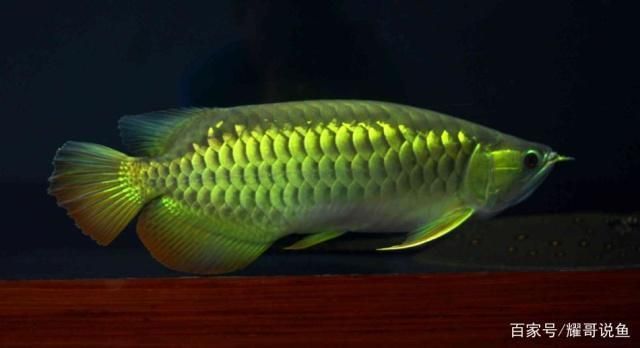 程千祥龍魚怎么樣（程千祥龍魚市場價格）
