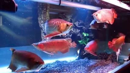 龍魚(yú) 手術(shù)：龍魚(yú)常見(jiàn)疾病及手術(shù)案例分享龍魚(yú)常見(jiàn)疾病及手術(shù)案例分享