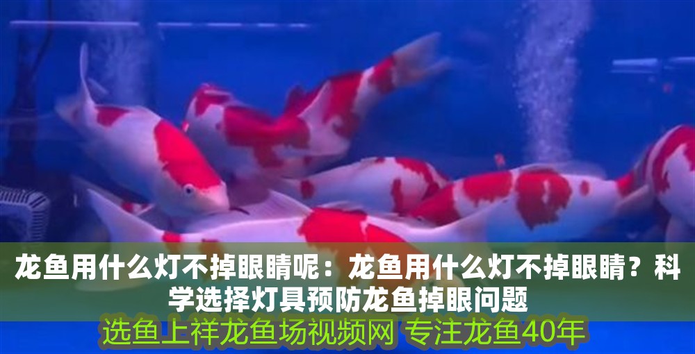 龍魚用什么燈不掉眼睛呢：龍魚用什么燈不掉眼睛？科學選擇燈具預防龍魚掉眼問題 龍魚用什么燈不掉眼睛呢：龍魚用什么燈不掉眼睛？科學選擇燈具預防龍魚掉眼問題 龍魚百科 第1張