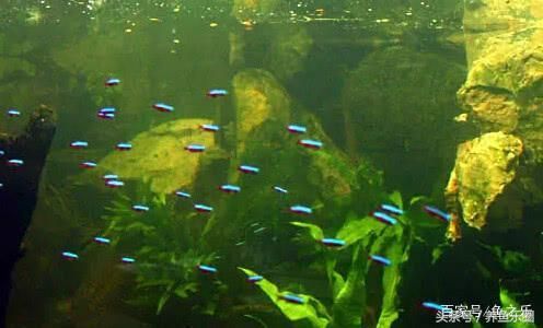 龍魚會所取名大全四個字，龍魚會所取名大全
