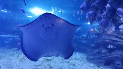 鯊魚繁殖周期的環境影響（鯊魚的繁殖周期受到多種因素的影響）