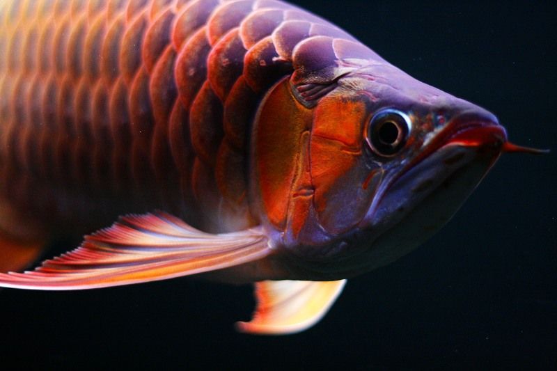 紅龍魚喂什么魚長得快又好養(yǎng)(紅龍魚怎么養(yǎng)長得快) 龍魚百科 第6張 紅龍魚喂什么魚長得快又好養(yǎng)(紅龍魚怎么養(yǎng)長得快) 紅龍魚喂什么魚長得快又好養(yǎng)(紅龍魚怎么養(yǎng)長得快) 龍魚百科 第6張