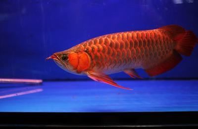 紅龍魚喂什么魚長得快又好養(yǎng)（紅龍魚怎么養(yǎng)長得快） 紅龍魚喂什么魚長得快又好養(yǎng)（紅龍魚怎么養(yǎng)長得快） 龍魚百科 第4張