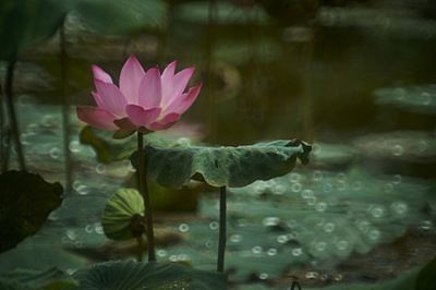 龍魚的結構圖及特點視頻:30篇龍魚的習性龍魚的習性龍魚的習性龍魚的習性