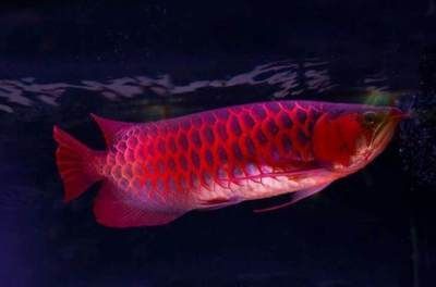 龍魚發(fā)色吃什么最好，如何自制龍魚增色食譜 龍魚發(fā)色吃什么最好，如何自制龍魚增色食譜 龍魚百科 第2張