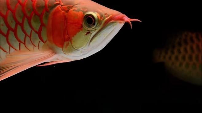 霸氣紅龍魚圖片高清