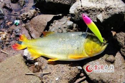 黃金河虎咬龍魚(yú)（黃金河虎魚(yú)和龍魚(yú)可以混養(yǎng)嗎）