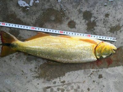 黃金河虎咬龍魚(yú)（黃金河虎魚(yú)和龍魚(yú)可以混養(yǎng)嗎）
