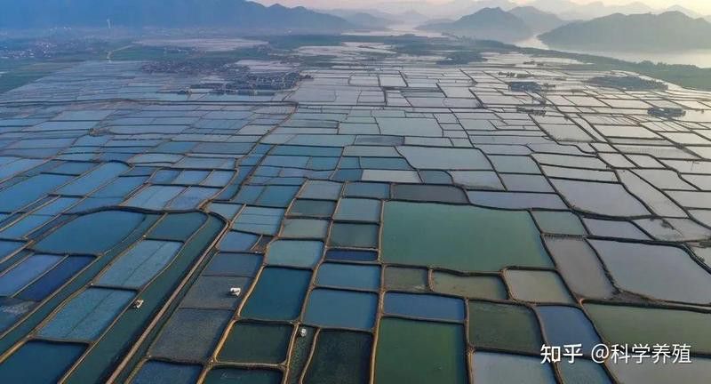 中國龍魚養殖業的主要挑戰有哪些？