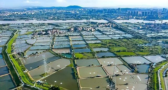 中國龍魚養殖業的主要挑戰有哪些？