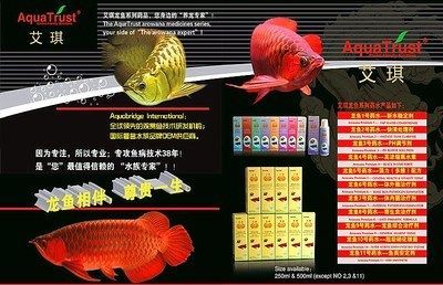各種龍魚價格對比圖高清：各種龍魚價格對比圖