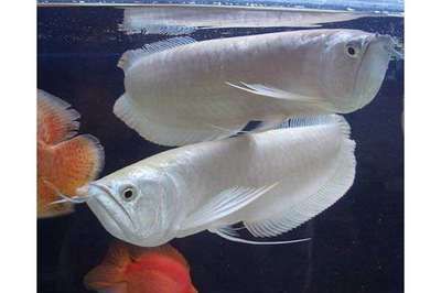 養銀龍魚有什么風水講究嘛：養銀龍魚在風水學中有一些特殊的講究，需要注意的是 養銀龍魚有什么風水講究嘛：養銀龍魚在風水學中有一些特殊的講究，需要注意的是 龍魚百科 第3張