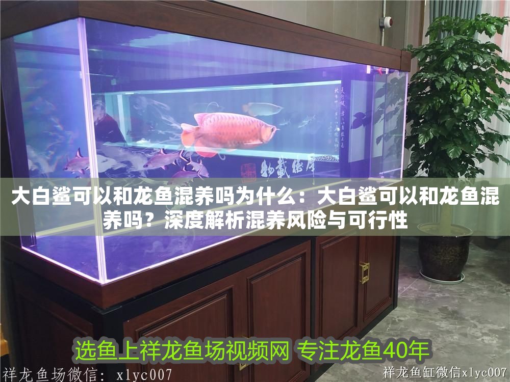 大白鯊可以和龍魚混養嗎為什么：大白鯊可以和龍魚混養嗎？深度解析混養風險與可行性 大白鯊可以和龍魚混養嗎為什么：大白鯊可以和龍魚混養嗎？深度解析混養風險與可行性 龍魚百科 第1張