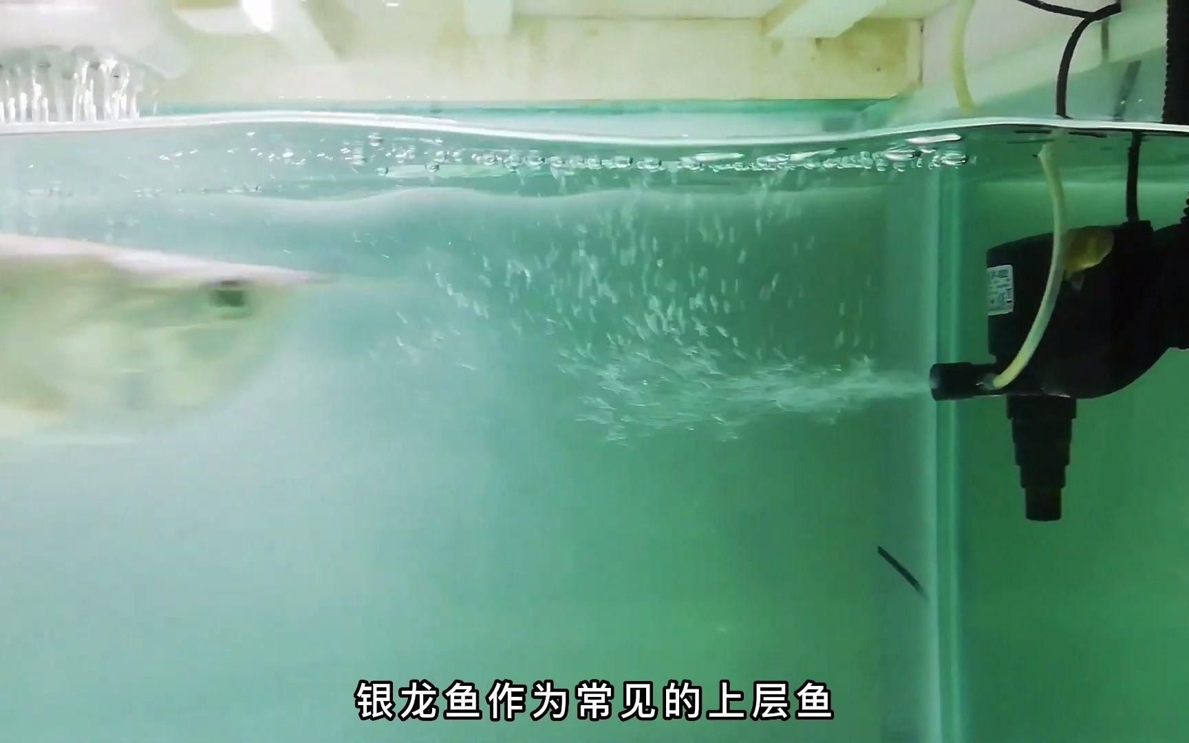 銀龍魚的最佳混養伙伴有哪些？