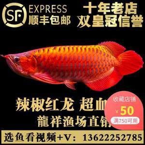 紅龍魚哪里批發便宜些：紅龍魚哪里批發便宜