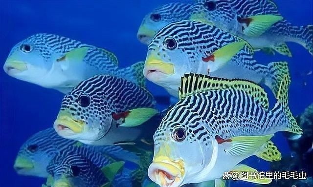 龍魚換水時需要加入多少鹽？ 龍魚換水時需要加入多少鹽？ 龍魚百科 第5張