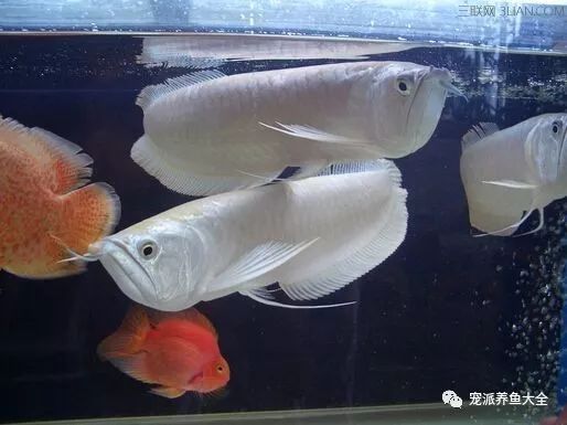 龍魚缸夏天需要降溫嗎：夏季龍魚缸降溫的最佳方法