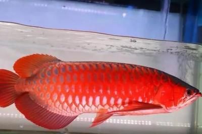 紅龍魚好不好養？：紅龍魚的飼養難度