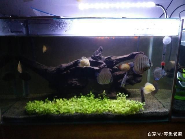 魚缸不換水會怎么樣，如何判斷魚缸水質惡化的有效方法 魚缸不換水會怎么樣，如何判斷魚缸水質惡化的有效方法 龍魚百科 第5張