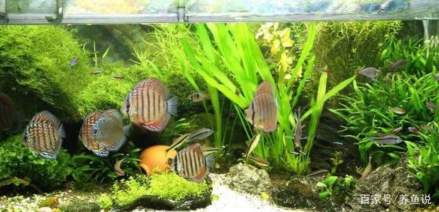 魚缸不換水會怎么樣，如何判斷魚缸水質惡化的有效方法 魚缸不換水會怎么樣，如何判斷魚缸水質惡化的有效方法 龍魚百科 第6張