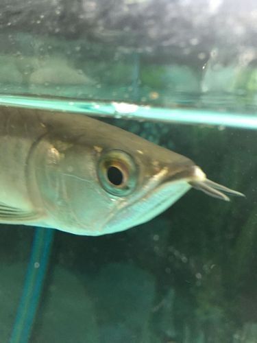 銀龍魚嘴巴撞爛了怎么辦圖片大全