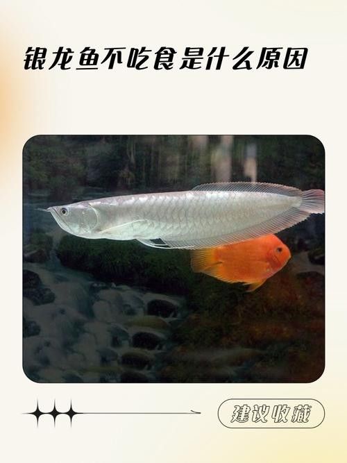 銀龍魚嘴巴撞爛了怎么辦圖片大全