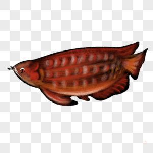 金龍魚卡通頭像（金龍魚卡通頭像設(shè)計(jì)教程金龍魚卡通形象版權(quán)使用）