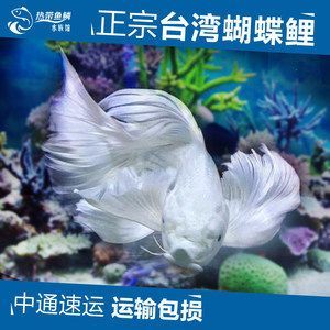 龍魚與蝴蝶鯉混養會掉眼嗎：龍魚與蝴蝶鯉混養可行性主要取決于以下幾個方面所述