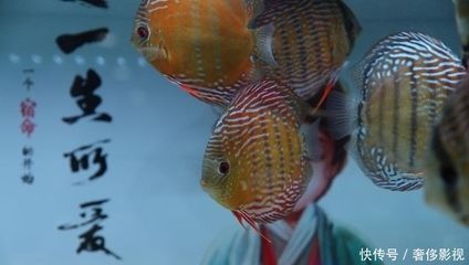 北京買龍魚的地方有哪些店：北京哪里可以購買龍魚？ 北京買龍魚的地方有哪些店：北京哪里可以購買龍魚？ 龍魚百科 第2張