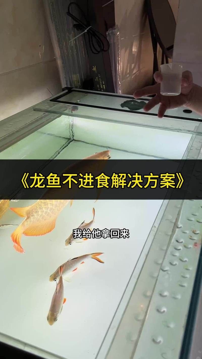 雷龍魚苗不吃食