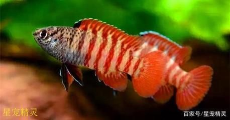 龍魚有哪些小型品種好養(yǎng)：小型龍魚品種及其飼養(yǎng)技巧