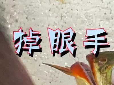 龍魚美容手術(shù)怎么做：龍魚美容手術(shù)一般流程