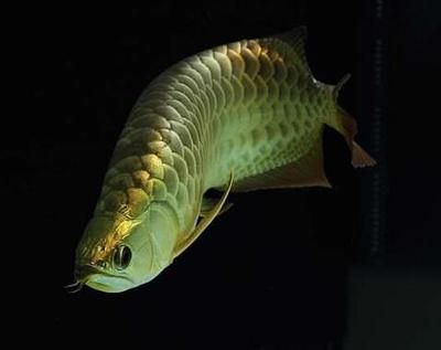 金龍魚混養魚撈走了：當您的金龍魚混養魚被撈走了，您可能會感到擔憂和困惑