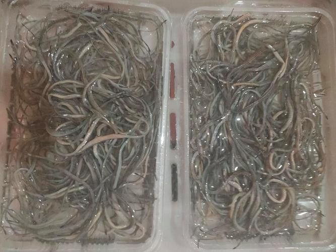 海里面的龍魚圖片高清