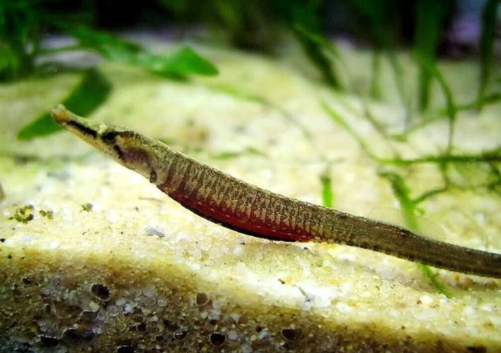 海里面的龍魚圖片高清