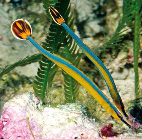 海里面的龍魚圖片高清
