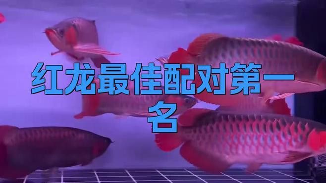 和紅龍魚混養的有哪些魚類圖片大全 和紅龍魚混養的有哪些魚類圖片大全 龍魚百科 第3張