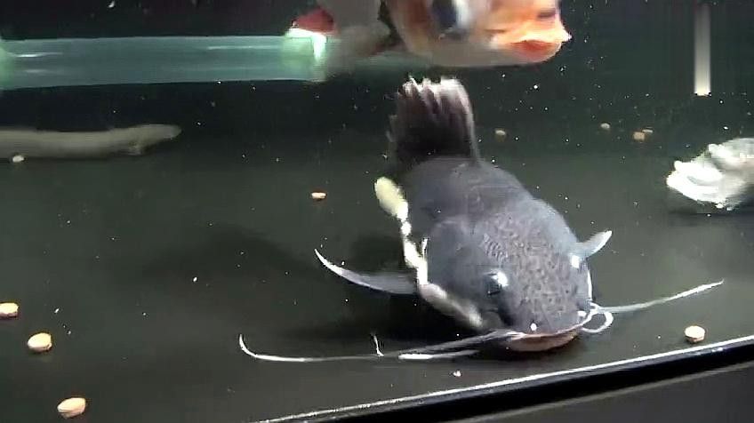 和紅龍魚混養的有哪些魚類圖片大全 和紅龍魚混養的有哪些魚類圖片大全 龍魚百科 第2張