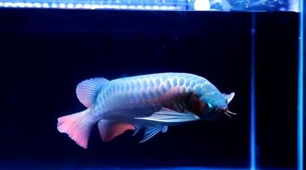 和紅龍魚混養的有哪些魚類圖片大全 和紅龍魚混養的有哪些魚類圖片大全 龍魚百科 第13張