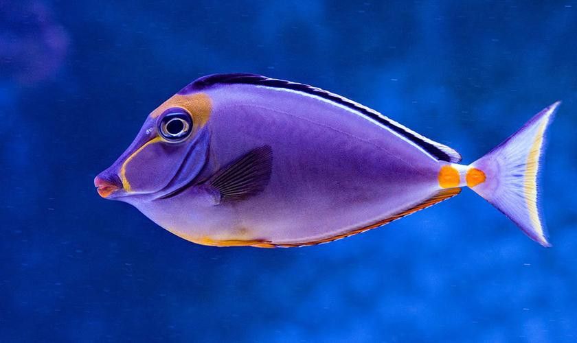 和紅龍魚混養的有哪些魚類圖片大全 和紅龍魚混養的有哪些魚類圖片大全 龍魚百科 第17張