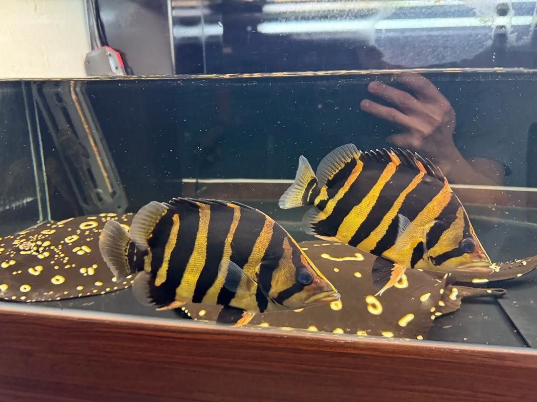 和紅龍魚混養的有哪些魚類圖片大全 和紅龍魚混養的有哪些魚類圖片大全 龍魚百科 第21張