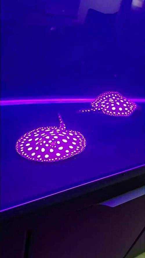 和紅龍魚混養的有哪些魚類圖片大全 和紅龍魚混養的有哪些魚類圖片大全 龍魚百科 第25張