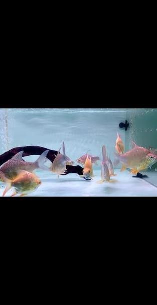 和紅龍魚混養的有哪些魚類圖片大全 和紅龍魚混養的有哪些魚類圖片大全 龍魚百科 第24張