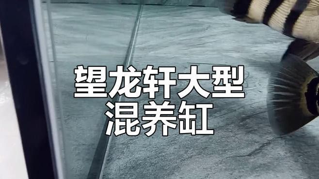 和紅龍魚混養的有哪些魚類圖片大全 和紅龍魚混養的有哪些魚類圖片大全 龍魚百科 第28張