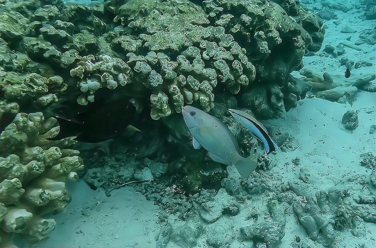 龍魚缸水深多少合適